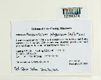 Phaeocalicium polyporaeum image