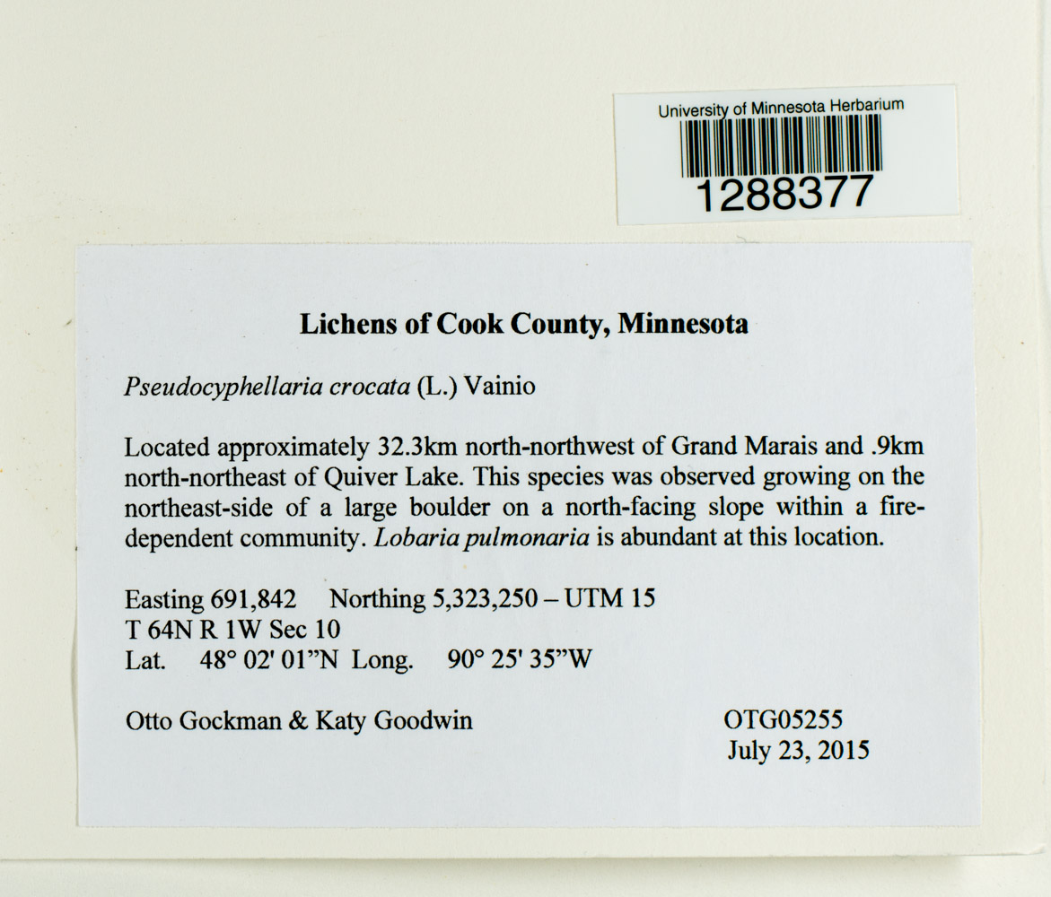 Pseudocyphellaria crocata image