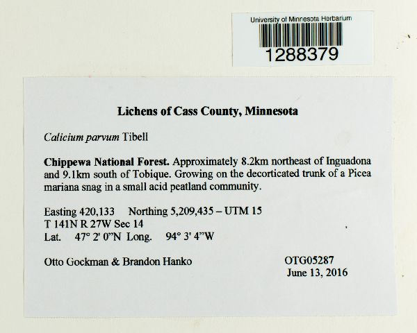 Calicium parvum image