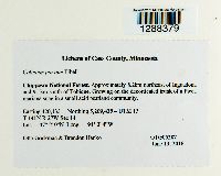 Media resource of Calicium parvum