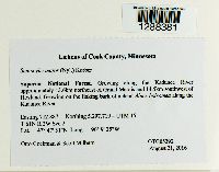 Media resource of Stenocybe major