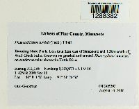 Media resource of Phaeocalicium curtisii