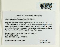 Chaenothecopsis pusilla image