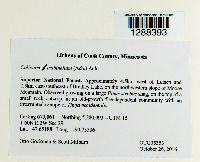 Calicium trabinellum image