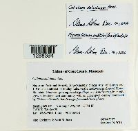 Calicium salicinum image