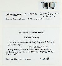 Amandinea punctata image