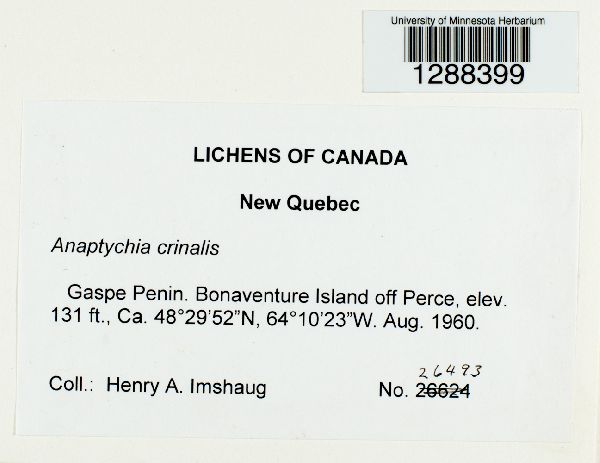 Anaptychia crinalis image