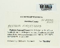 Bryoria fuscescens image