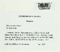 Media resource of Bryoria furcellata