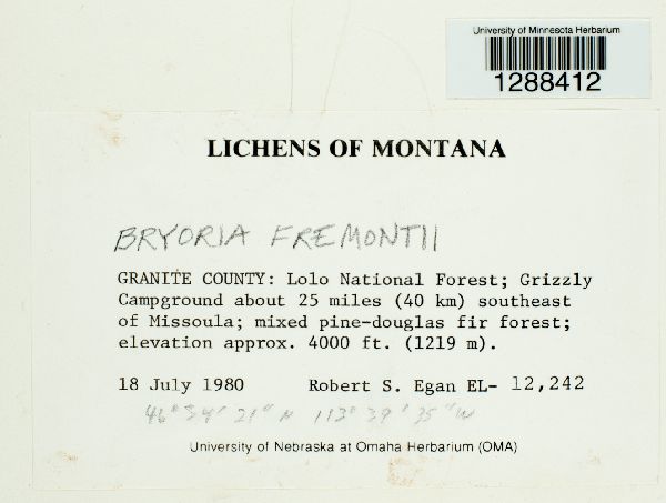 Bryoria fremontii image