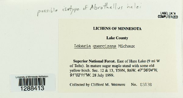 Abrothallus halei image