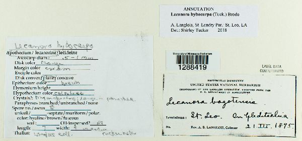 Lecanora hybocarpa image