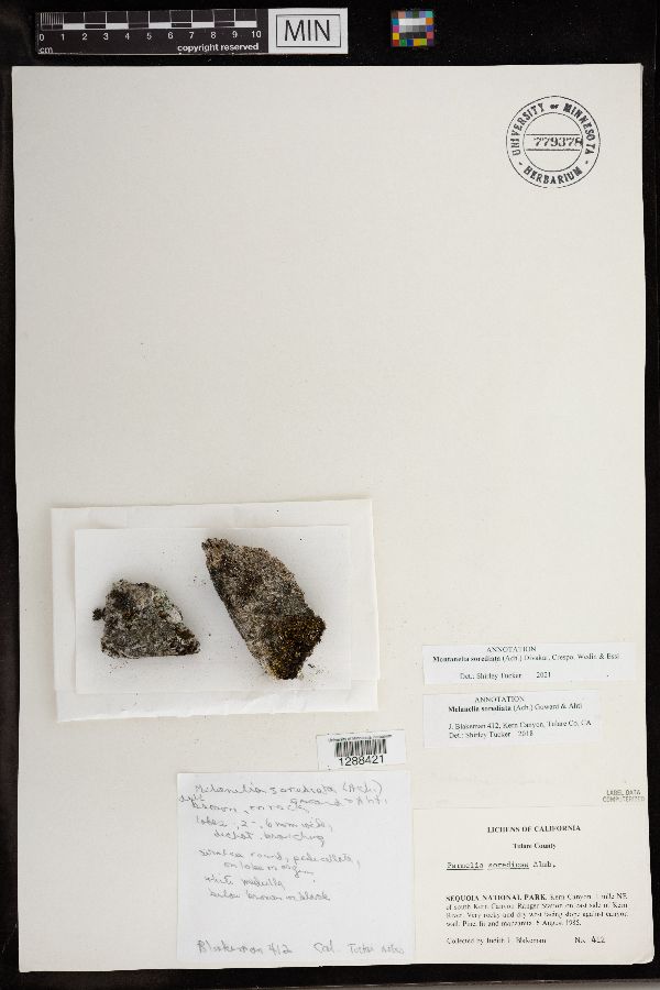 Montanelia sorediata image