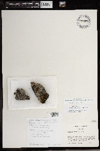 Media resource of Melanelia sorediata