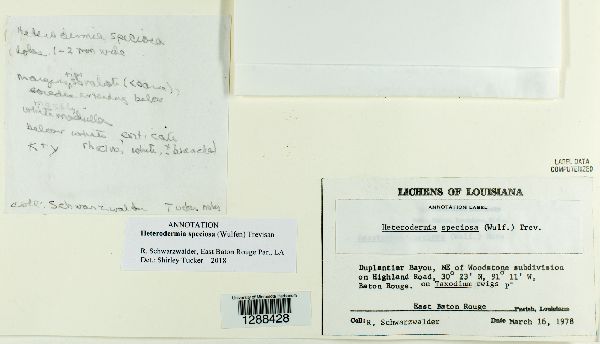 Heterodermia speciosa image