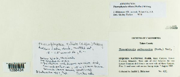 Phaeophyscia ciliata image