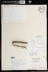 Arthonia cinnabarina image