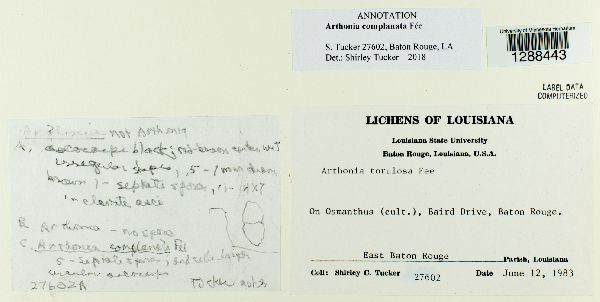 Arthonia quintaria image