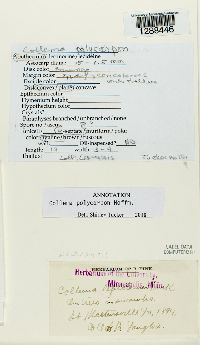 Media resource of Enchylium polycarpon