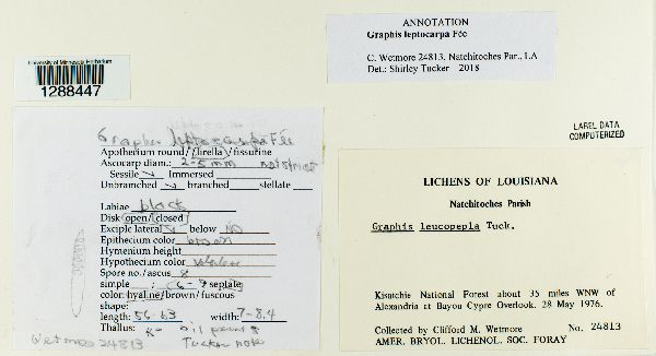 Graphis leptocarpa image