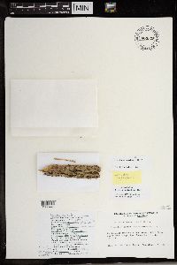 Lecidea nylanderi image