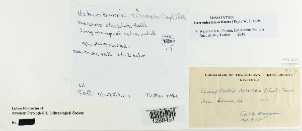 Heterodermia echinata image