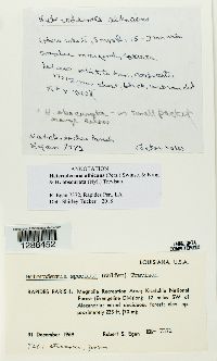 Media resource of Heterodermia albicans