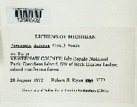 Media resource of Physconia detersa