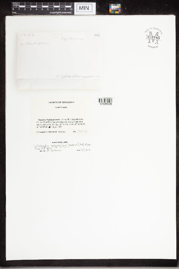 Cyphobasidium hypogymniicola image