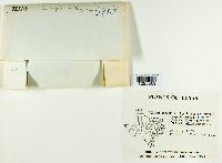 Media resource of Leptogium milligranum