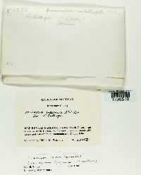 Image of Melanelia substygia