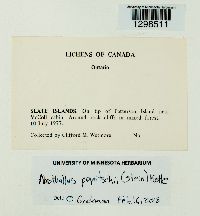 Abrothallus peyritschii image