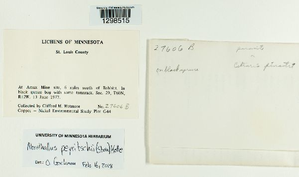 Abrothallus peyritschii image