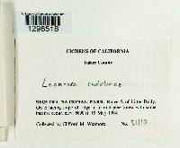 Lecanora cadubriae image