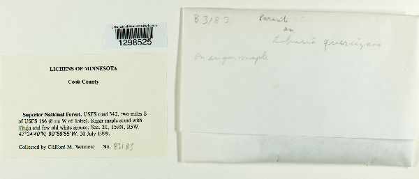 Plectocarpon triebeliae image