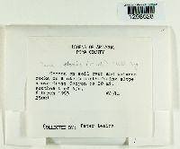 Psora icterica image