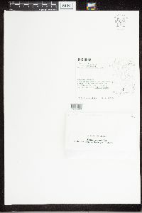 Xanthoria parietina image