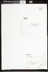 Xanthoria parietina image