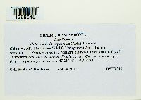 Heterodermia hypoleuca image