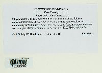 Physconia subpallida image