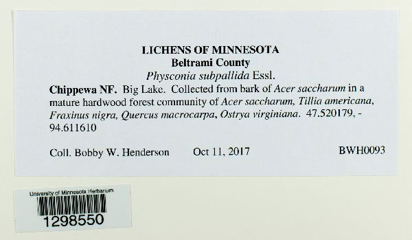 Physconia subpallida image