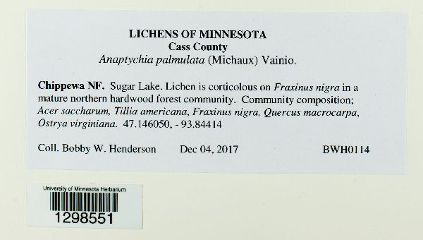 Anaptychia palmulata image