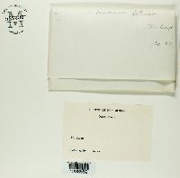 Pseudevernia intensa image