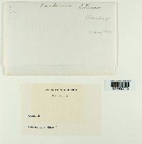 Pseudevernia intensa image