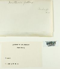 Xanthoria fallax image