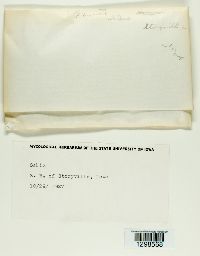 Physcia stellaris image