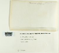 Physcia stellaris image