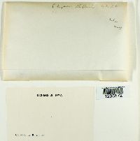 Physcia stellaris image