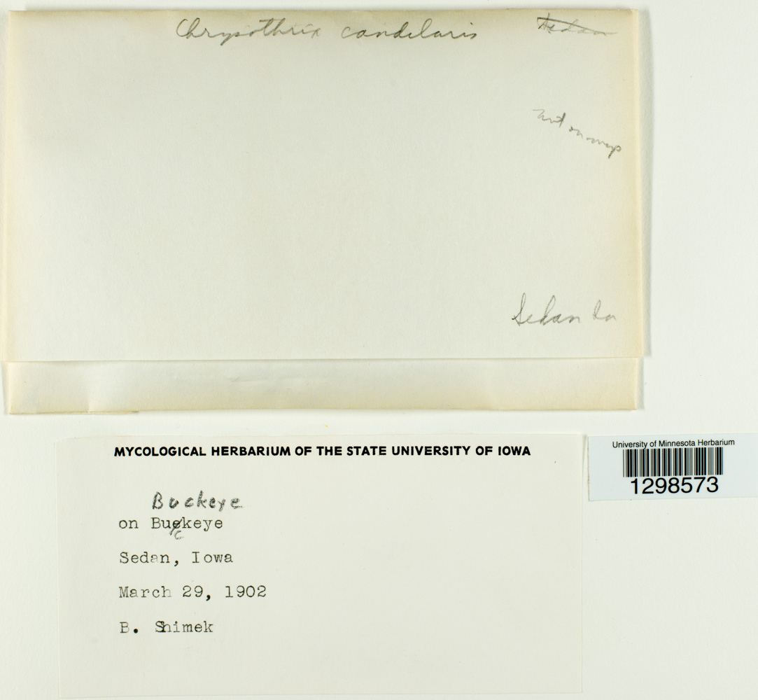 Chrysothrix candelaris image