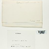 Media resource of Leptogium saturninum